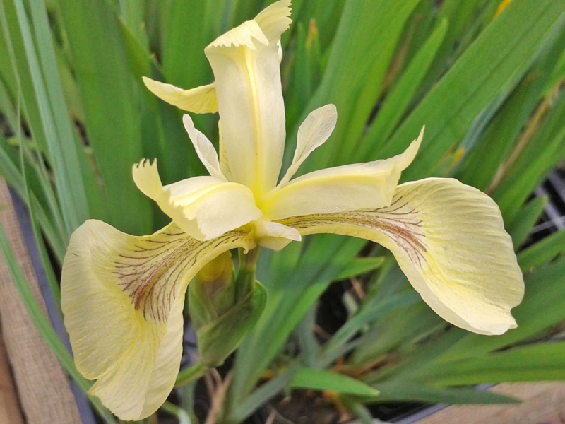 Preview: Creme gelbe Schwertlilie - Iris pseudacorus Sulphur Queen